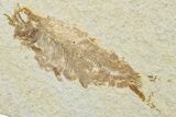 Very Rare Fossil Mooneye Fish (Eohiodon) - Wyoming #244628-1